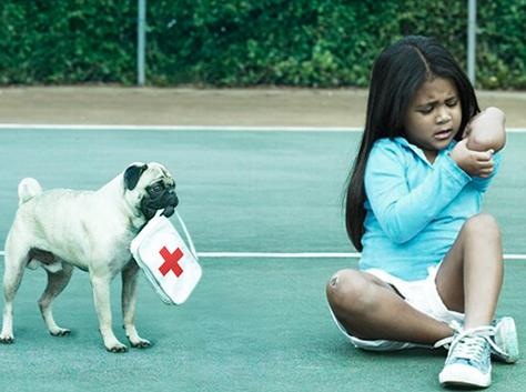 Pug Dog with first aid kit